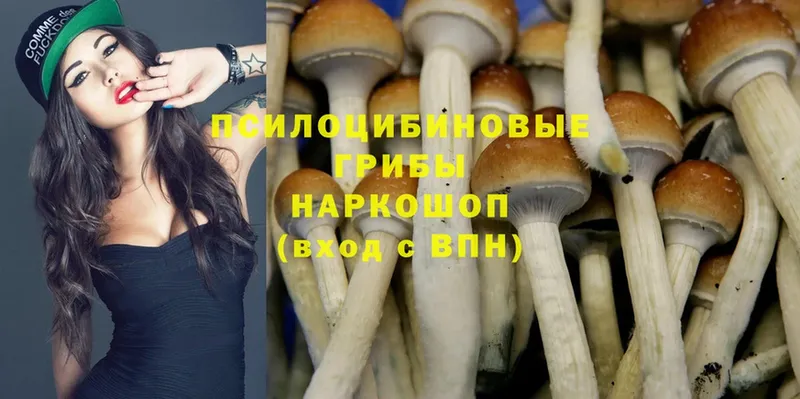 наркота  Надым  Галлюциногенные грибы Cubensis 